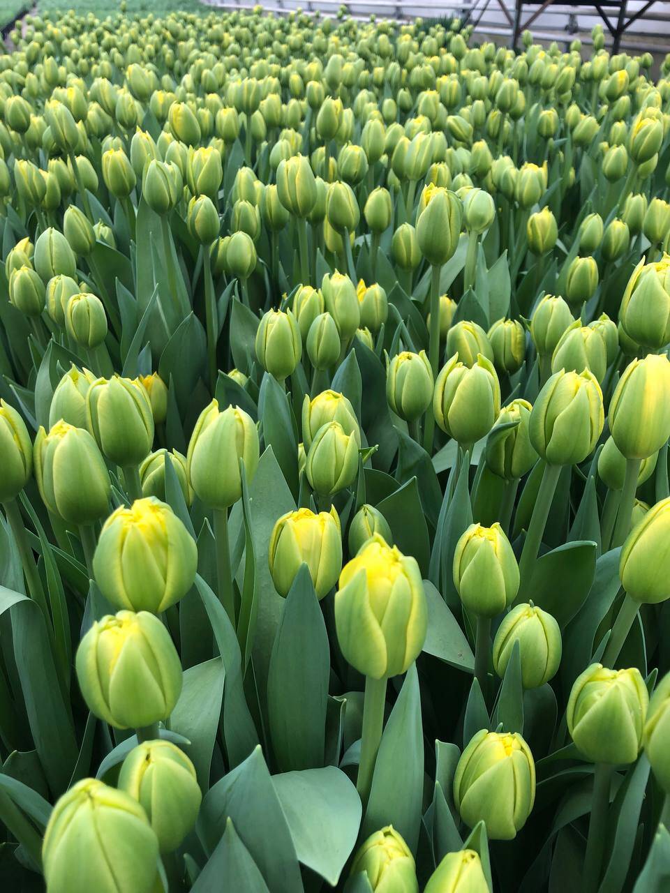 Тюльпаны на 8 марта оптом от производителя 