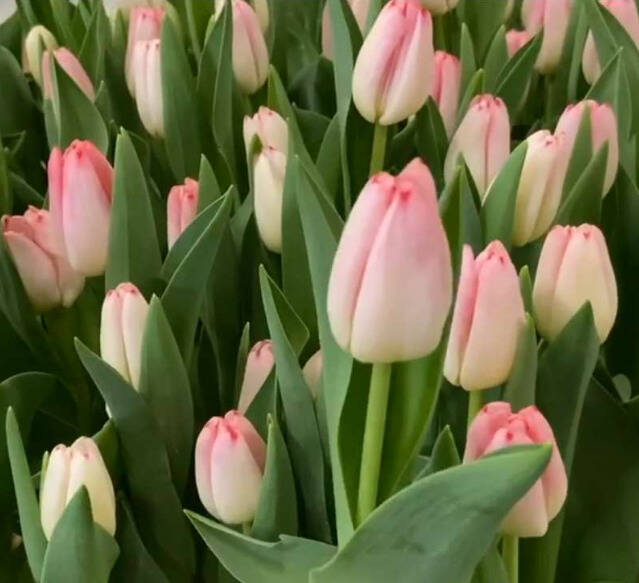 Тюльпаны на 8 марта оптом от производителя  в Москве фото 6 Для дома и дачи Москва