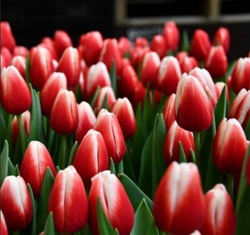 Тюльпаны на 8 марта оптом от производителя  в Москве фото 2 Для дома и дачи Москва
