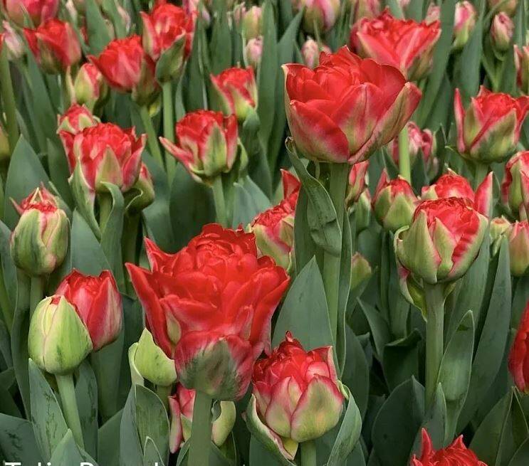 Тюльпаны на 8 марта оптом от производителя  в Москве фото 3 Для дома и дачи Москва