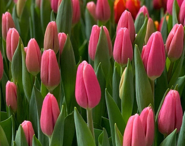 Тюльпаны на 8 марта оптом от производителя  в Москве фото 5 Для дома и дачи Москва