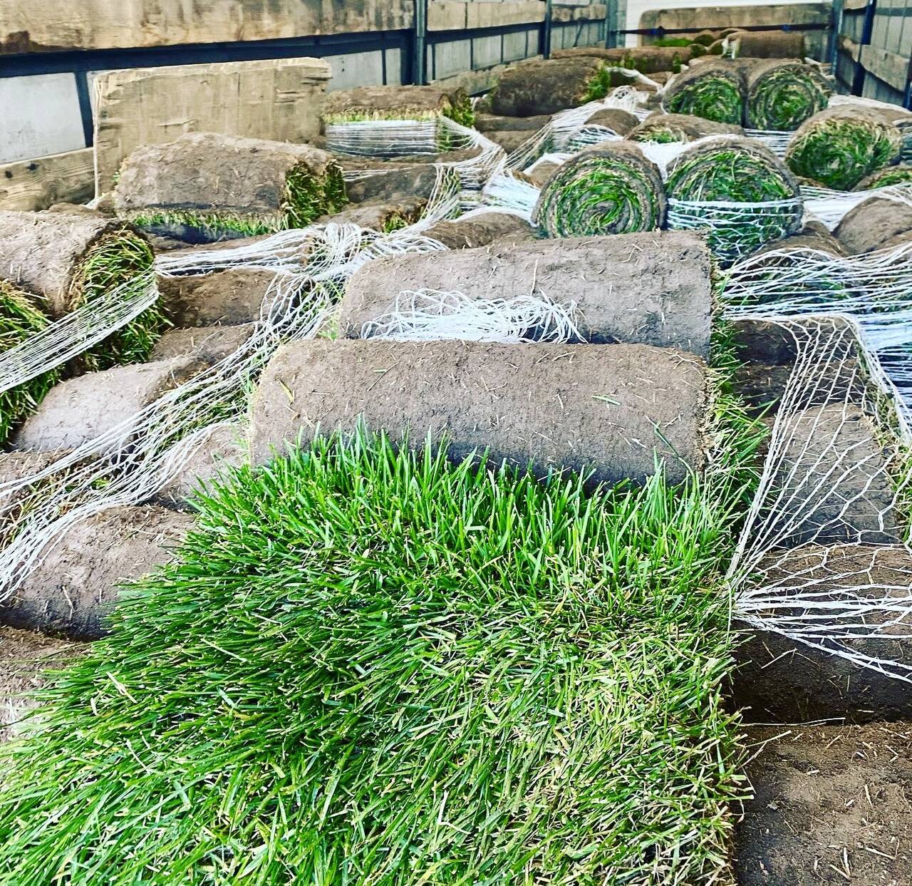 Рулонный газон Рулонный газон