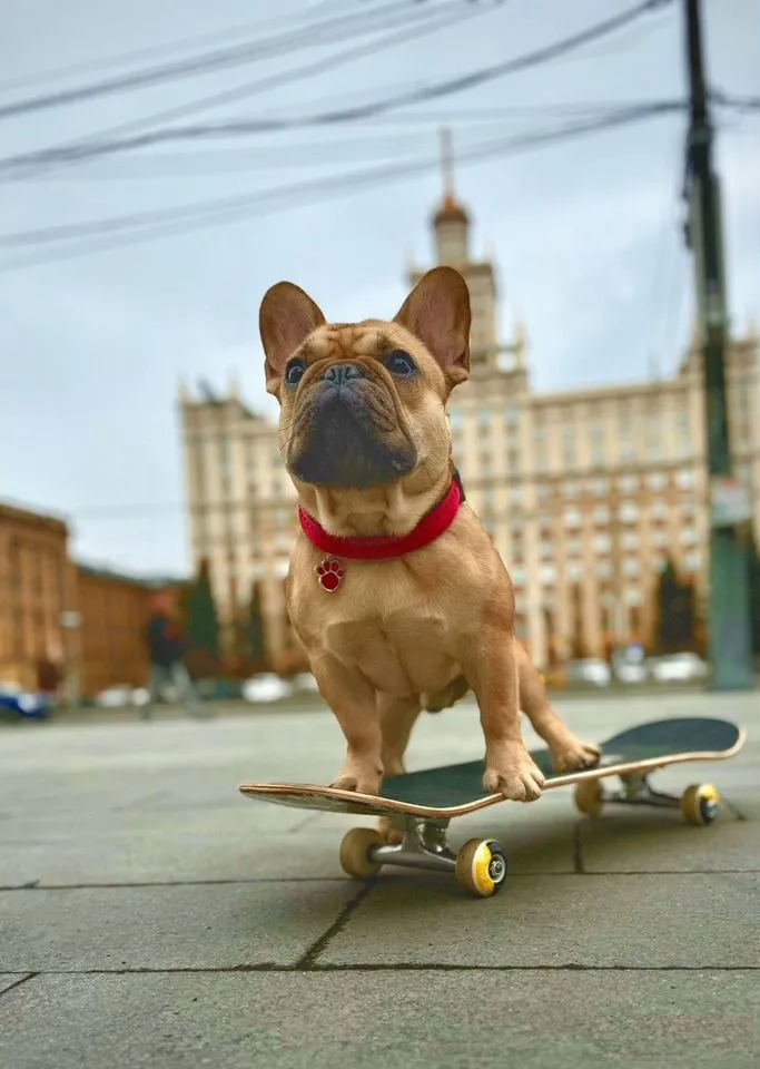 Французский бульдог, вязка в Челябинске фото 2 Услуги Челябинск