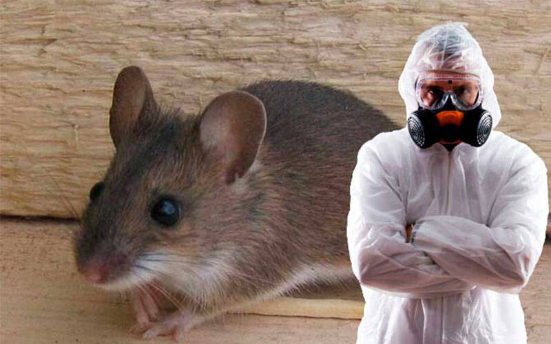 Уничтожение грызунов Уничтожение грызунов