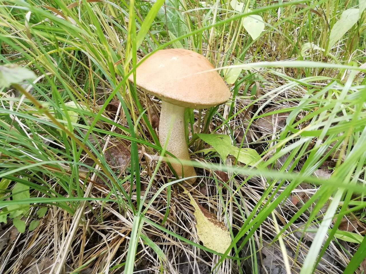 Перспективная квартира, 51 км от СП-Б в Гатчине фото 3 Недвижимость Гатчина