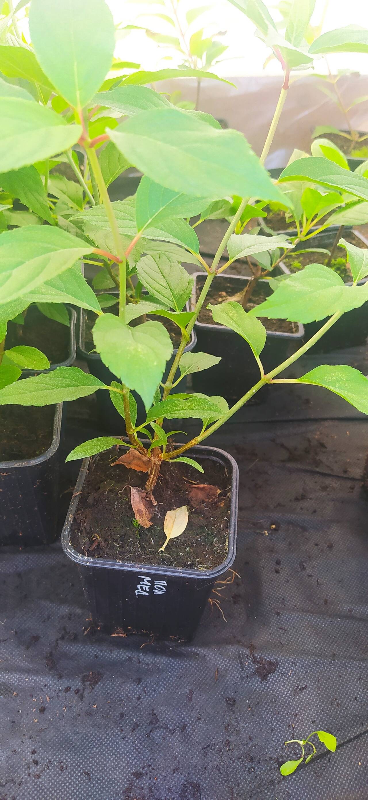 Гортензия метельчатая оптом р9 (Доставка) в Екатеринбурге фото 3 Для дома и дачи Екатеринбург