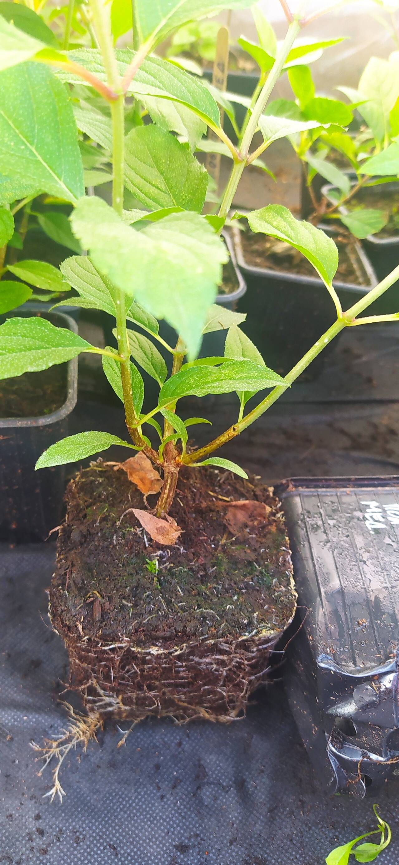 Гортензия метельчатая оптом р9 (Доставка) в Екатеринбурге фото 4 Для дома и дачи Екатеринбург