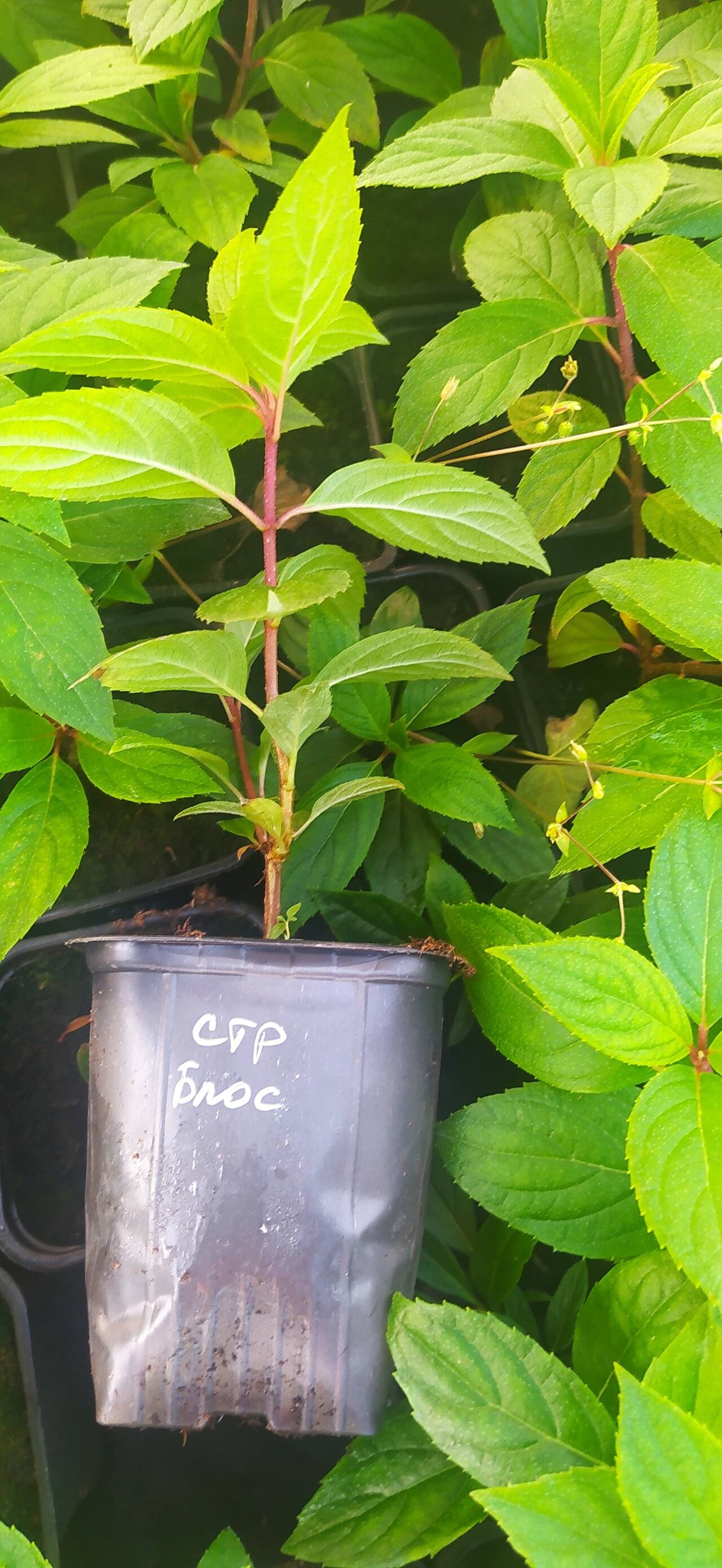 Гортензия метельчатая оптом р9 (Доставка) в Екатеринбурге фото 5 Для дома и дачи Екатеринбург