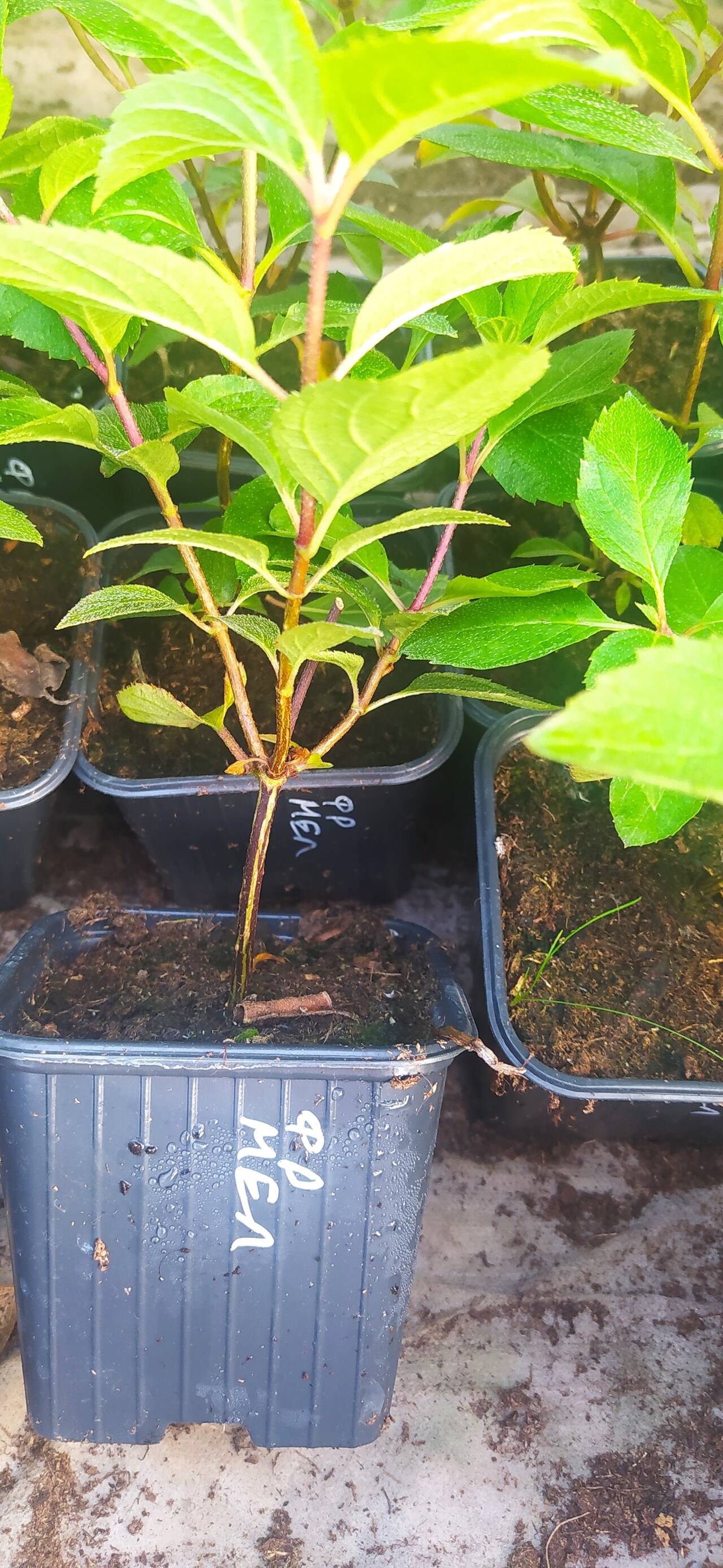 Гортензия метельчатая оптом р9 (Доставка) в Екатеринбурге фото 6 Для дома и дачи Екатеринбург