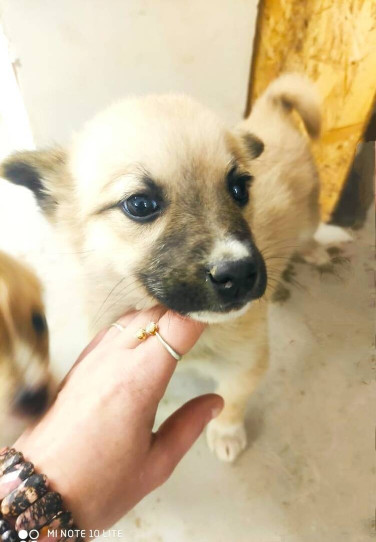 щенки мелкаши