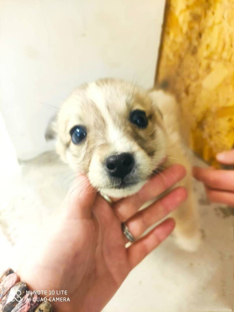 щенки мелкаши в Туле фото 3 Услуги Тула