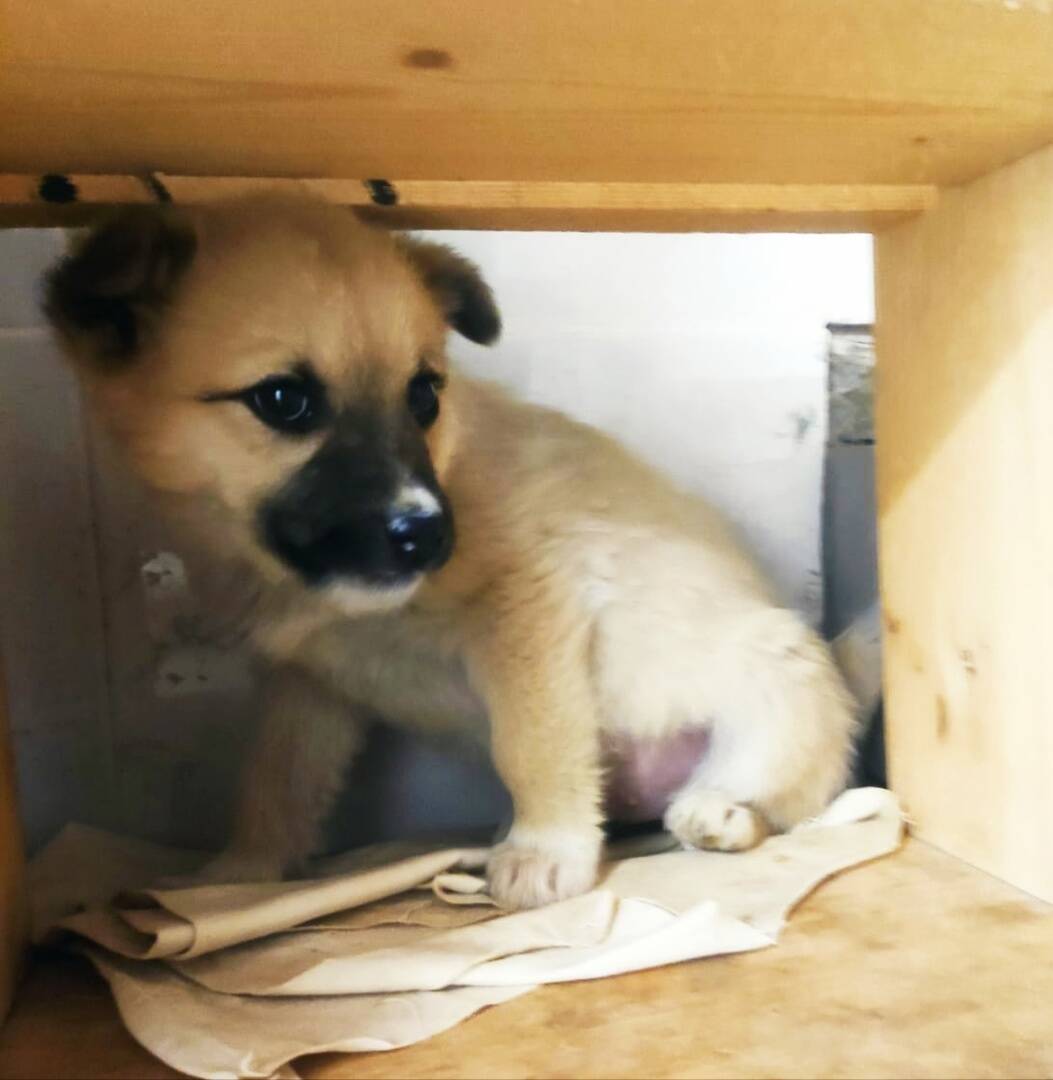 щенки мелкаши в Туле фото 2 Услуги Тула