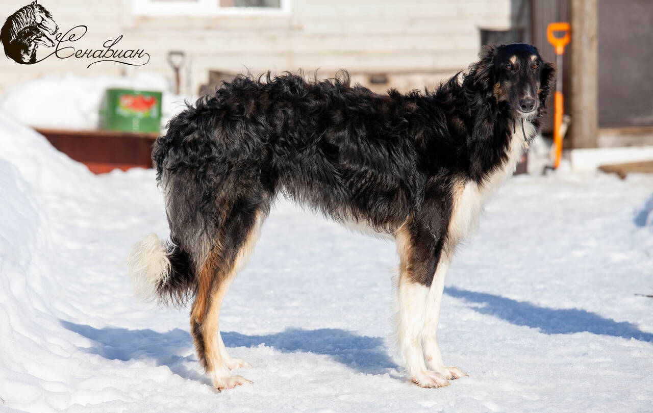 Русская псовая борзая 