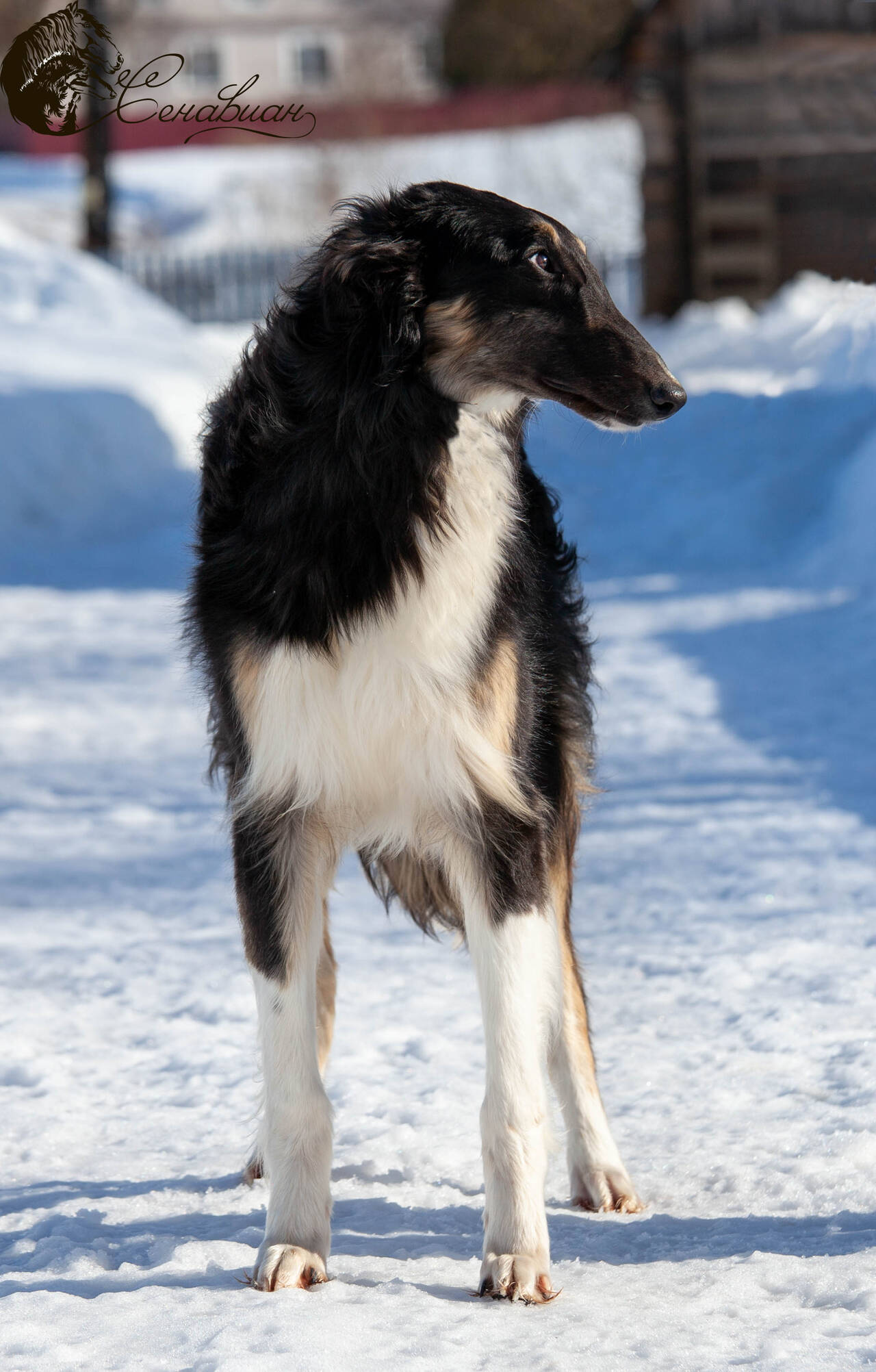 Русская псовая борзая  в Москве фото 5 Услуги Москва