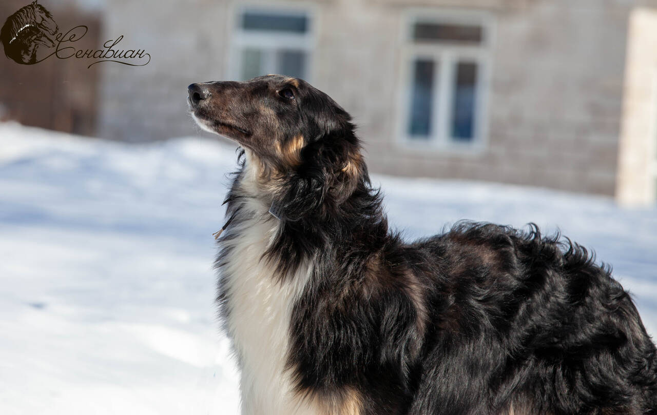 Русская псовая борзая  в Москве фото 3 Услуги Москва