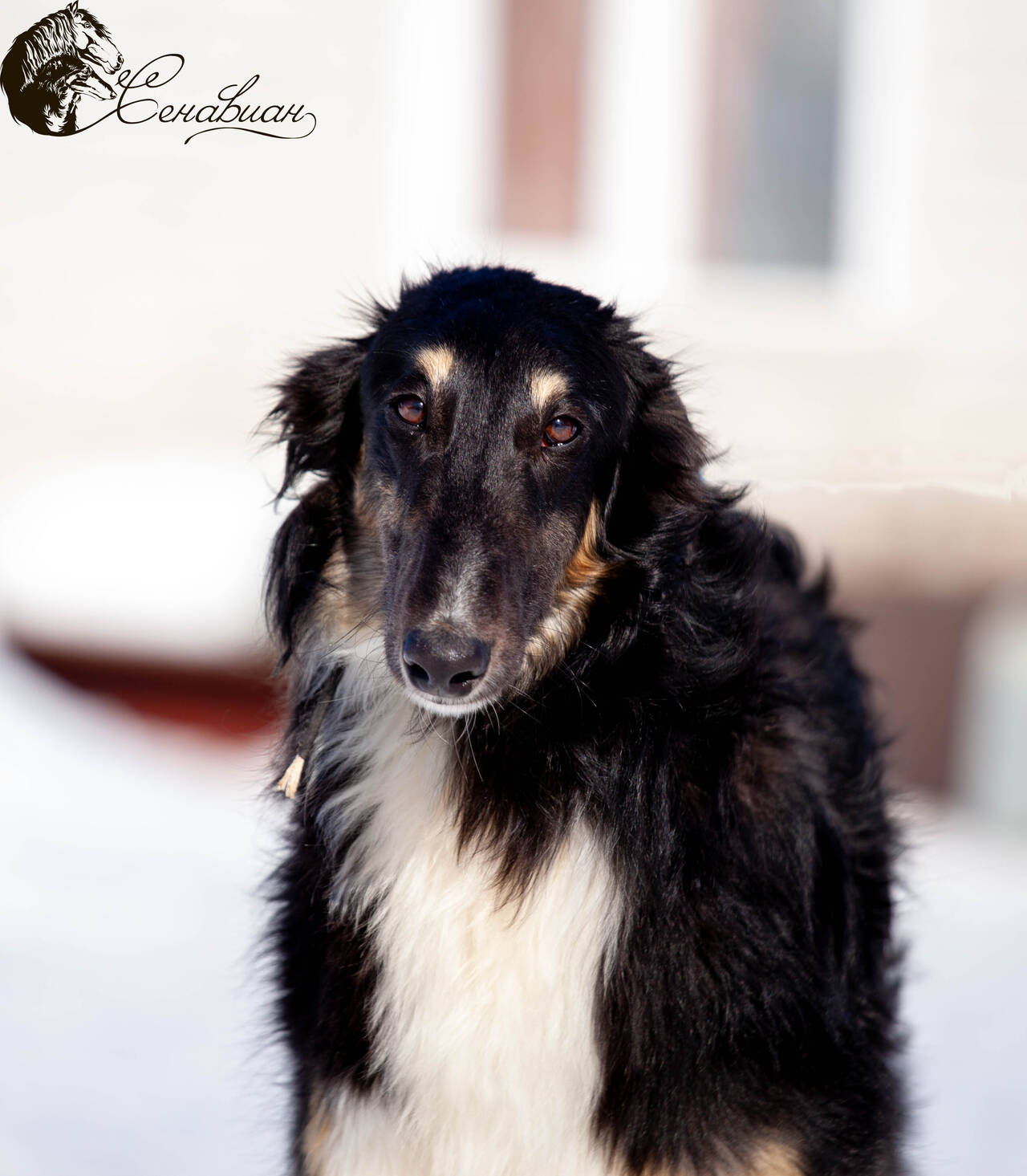 Русская псовая борзая  в Москве фото 4 Услуги Москва