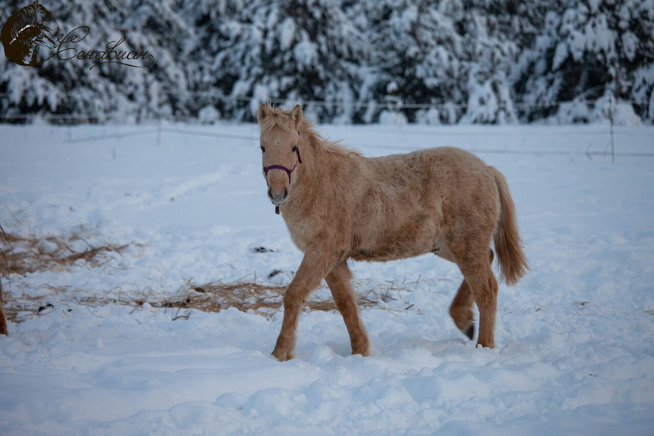 Лошадь башкирской породы. Соловой масти.  в Москве фото 2 Услуги Москва