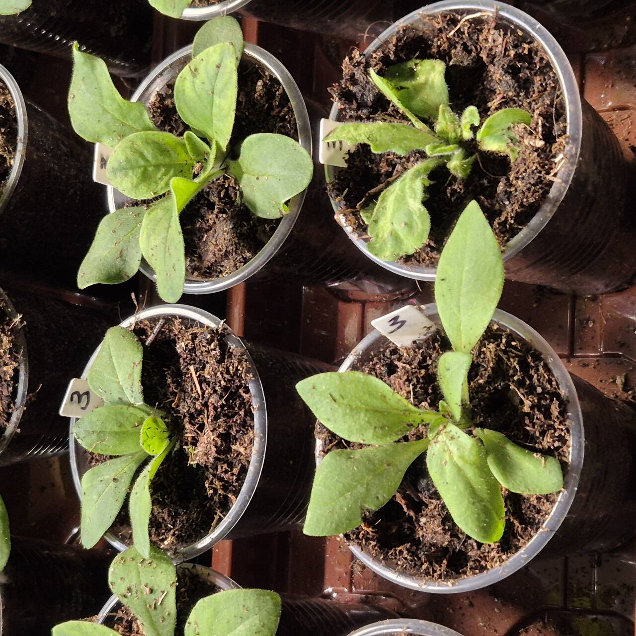 Петунии рассада в Москве фото 2 Для дома и дачи Москва