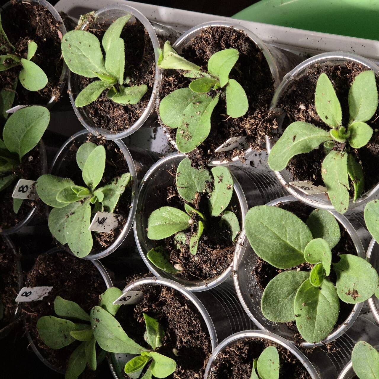 Петунии рассада