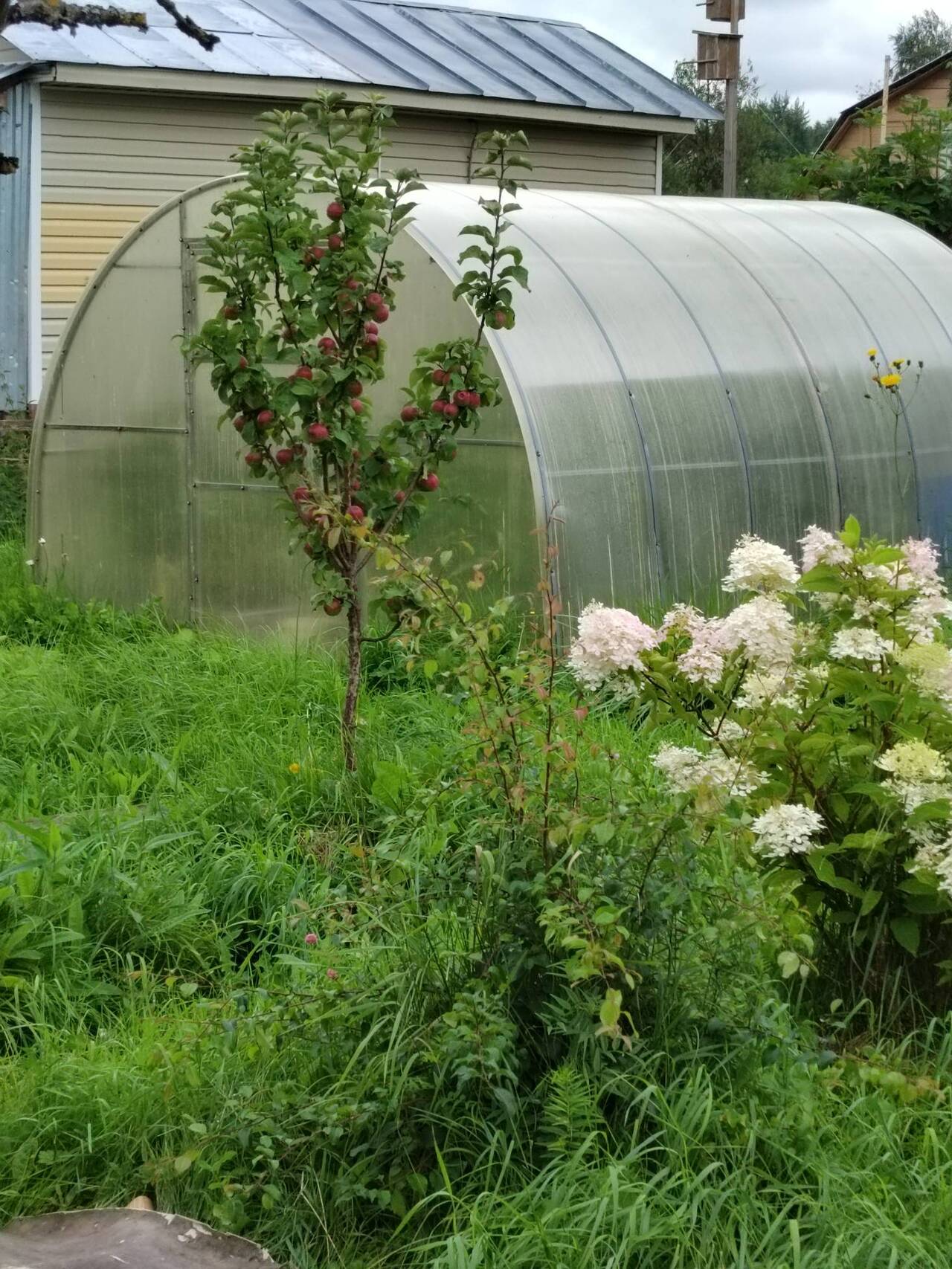 СНТ Шограш,дача в Вологде фото 3 Недвижимость Вологда