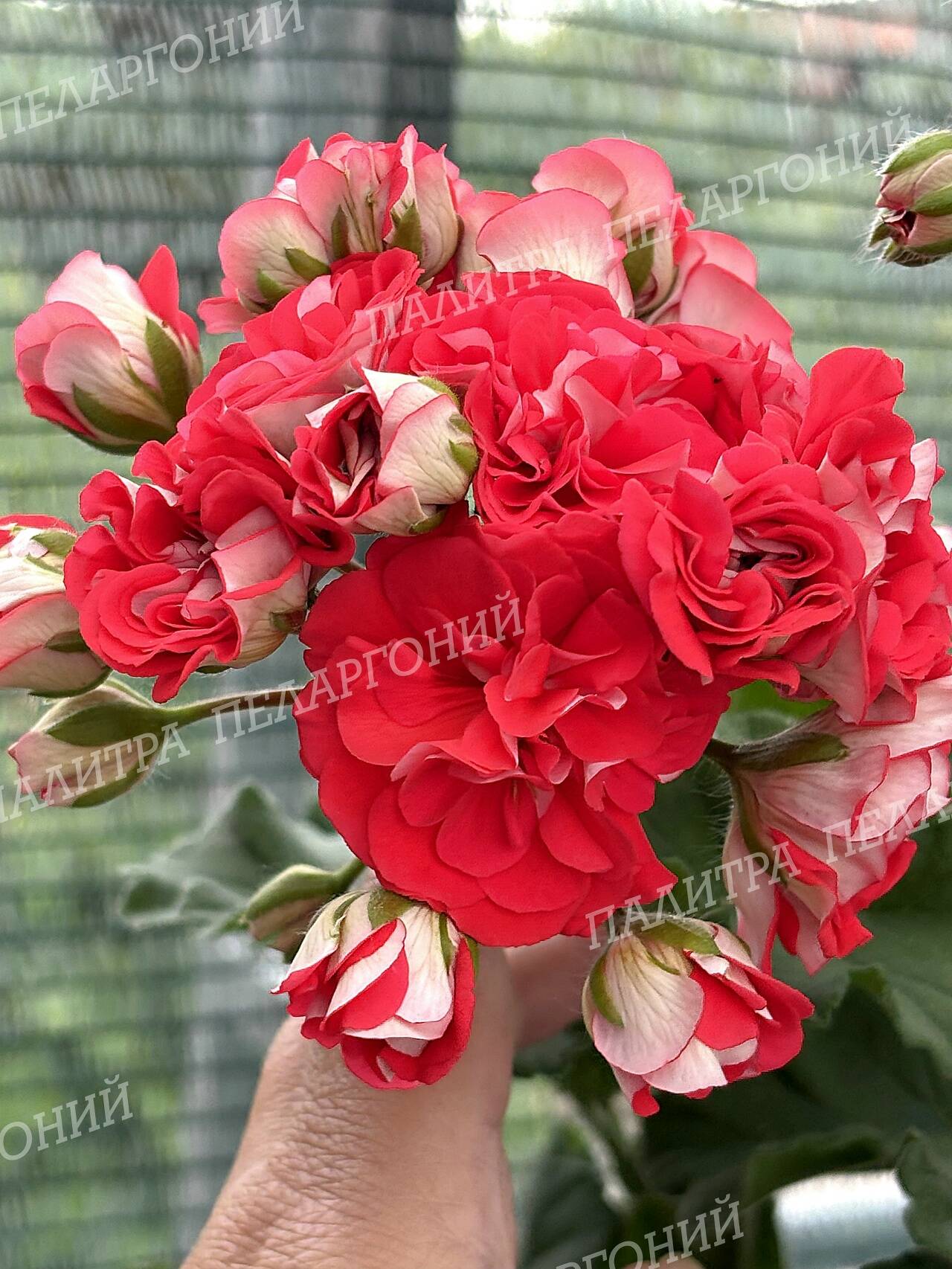 Сортовые пеларгонии в Костроме фото 5 Для дома и дачи Кострома Сортовые пеларгонии в Костроме фото 5 Для дома и дачи Кострома