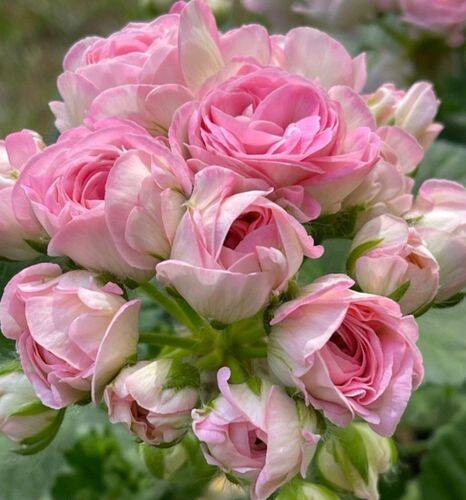 Сортовые пеларгонии Сортовые пеларгонии