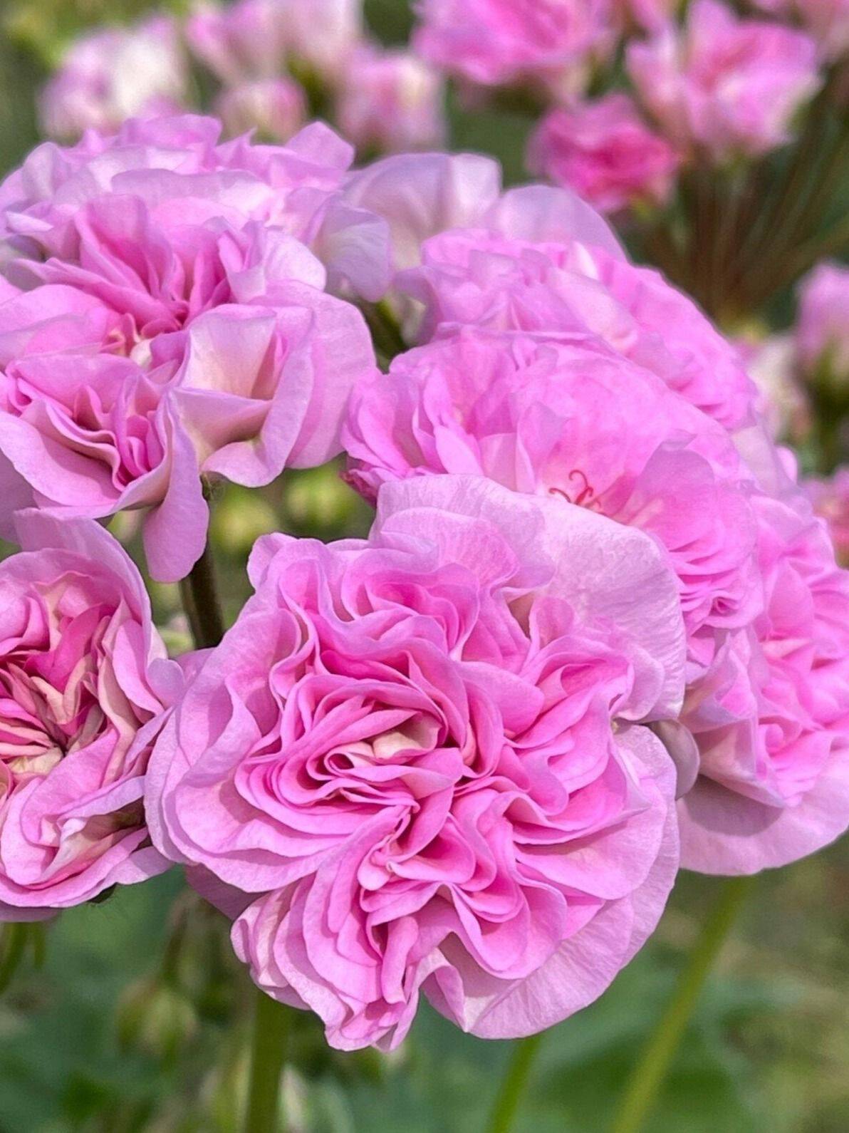 Сортовые пеларгонии в Костроме фото 3 Для дома и дачи Кострома Сортовые пеларгонии в Костроме фото 3 Для дома и дачи Кострома