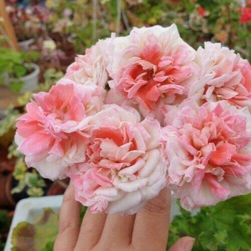 Сортовые пеларгонии в Костроме фото 2 Для дома и дачи Кострома Сортовые пеларгонии в Костроме фото 2 Для дома и дачи Кострома