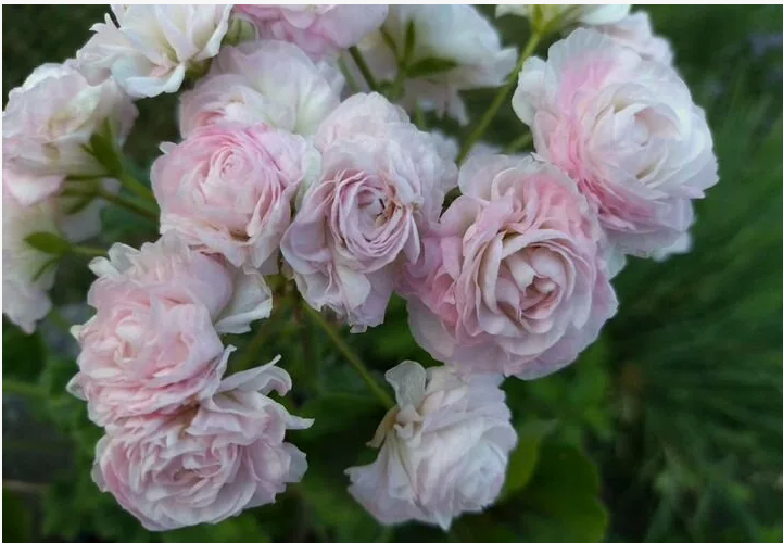 Сортовые пеларгонии в Костроме фото 4 Для дома и дачи Кострома Сортовые пеларгонии в Костроме фото 4 Для дома и дачи Кострома