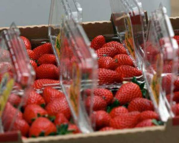 Упаковка клубники по ВСЕЙ РОССИИ, вахта, проживание, питание