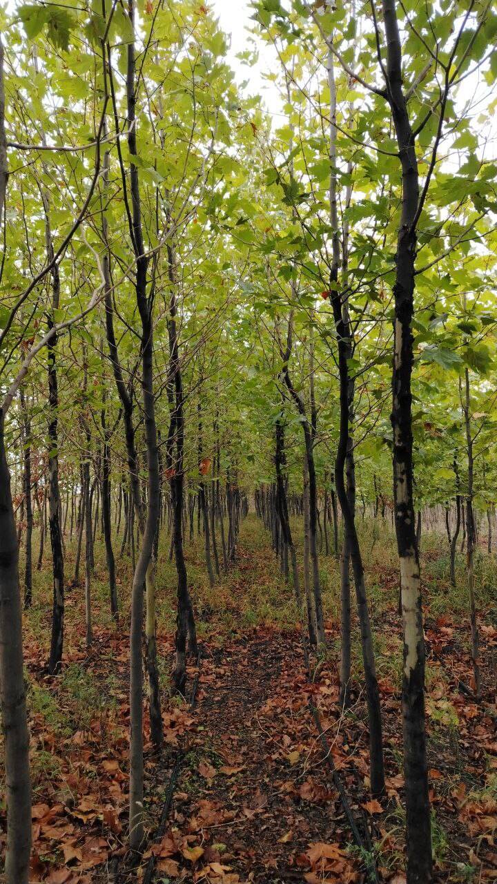 Саженцы деревьев в Адыгейске фото 7 Для дома и дачи Адыгейск