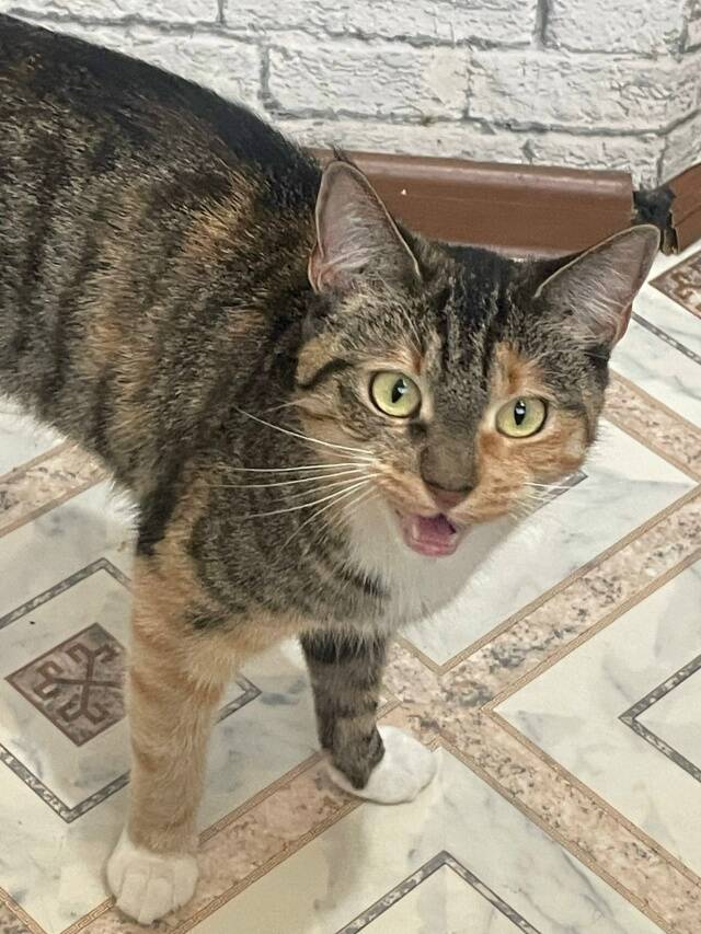 кошка в дар