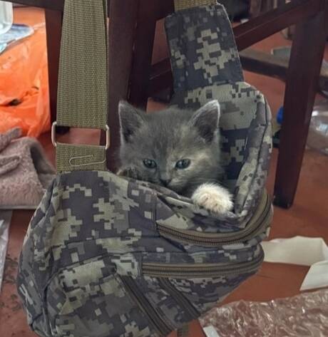  Отдам котят 