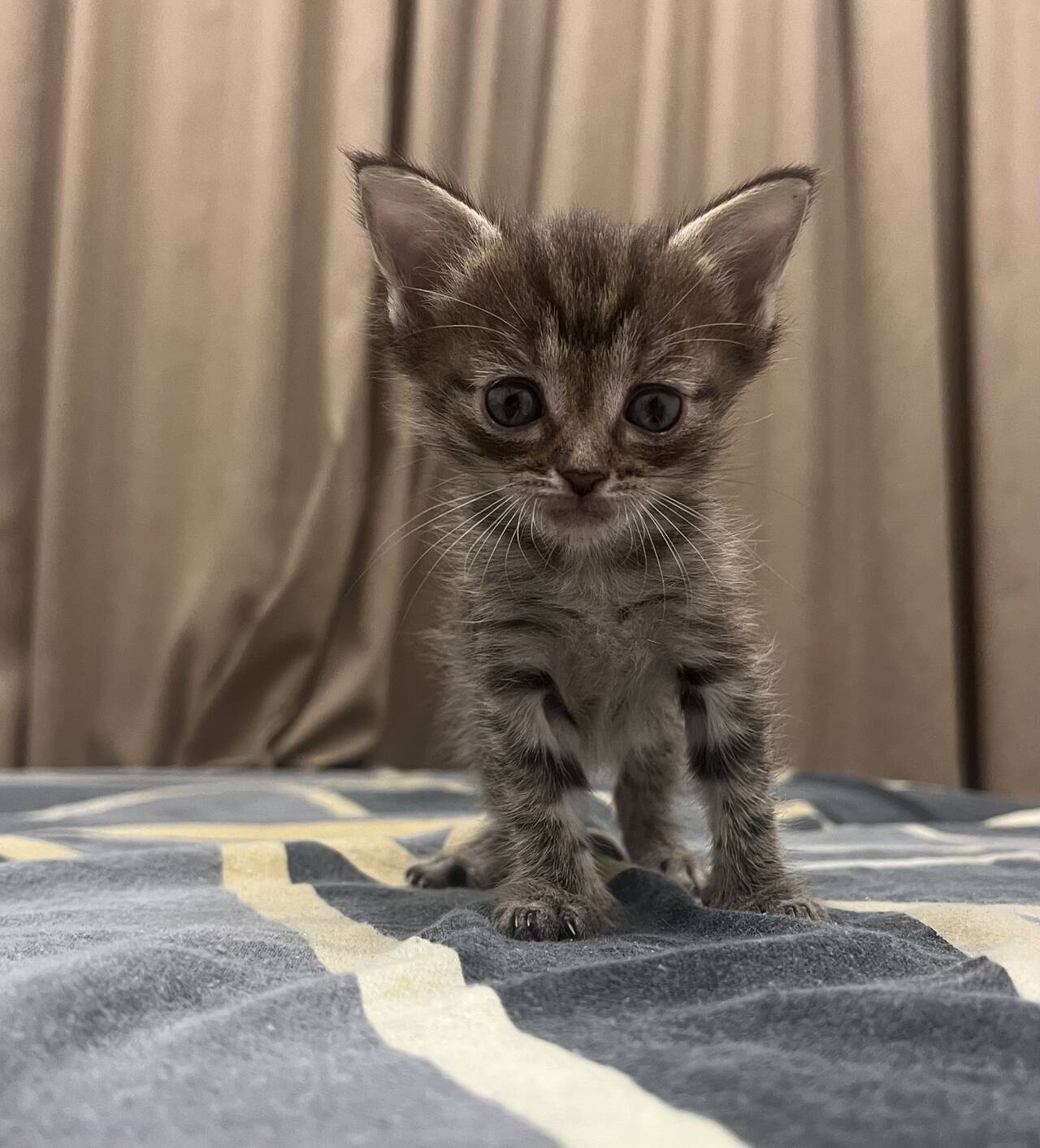 Котенок в Калининграде фото 1 Услуги Калининград