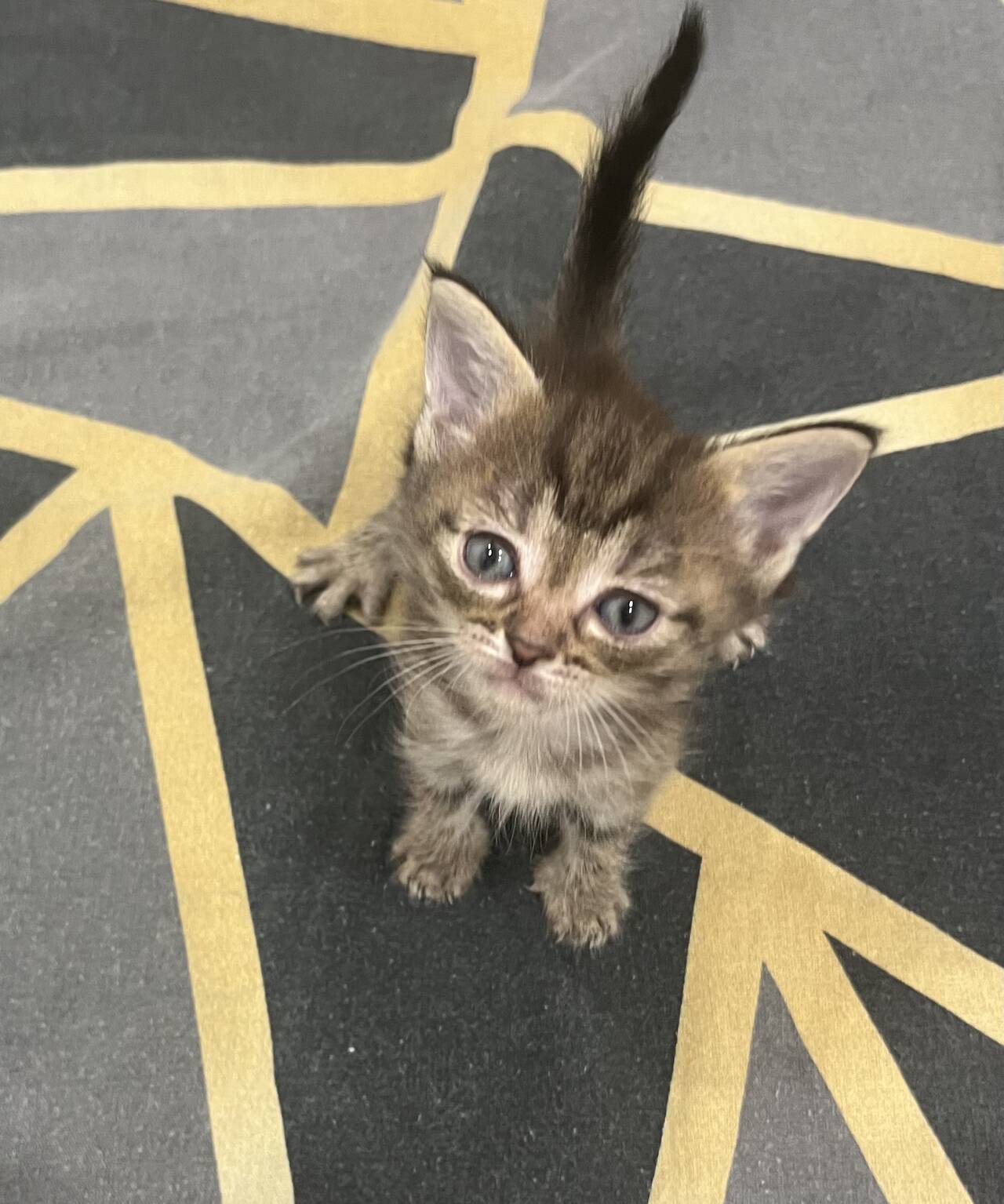 Котенок