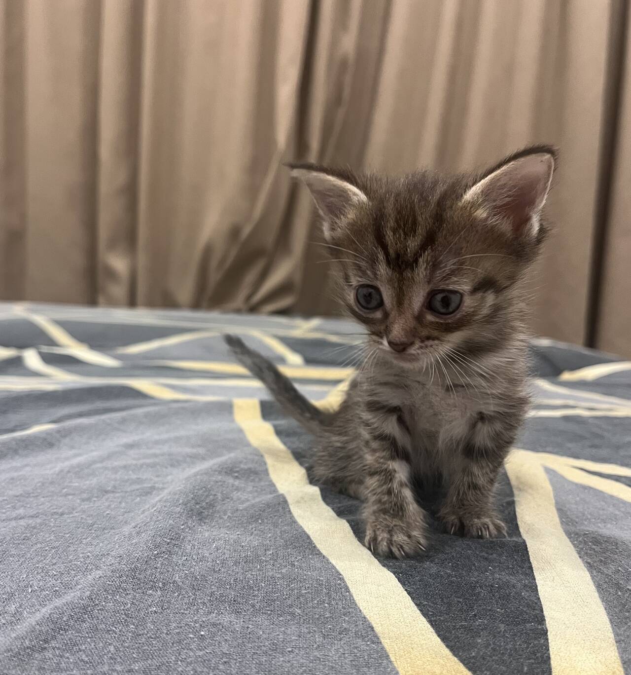 Котенок в Калининграде фото 5 Услуги Калининград