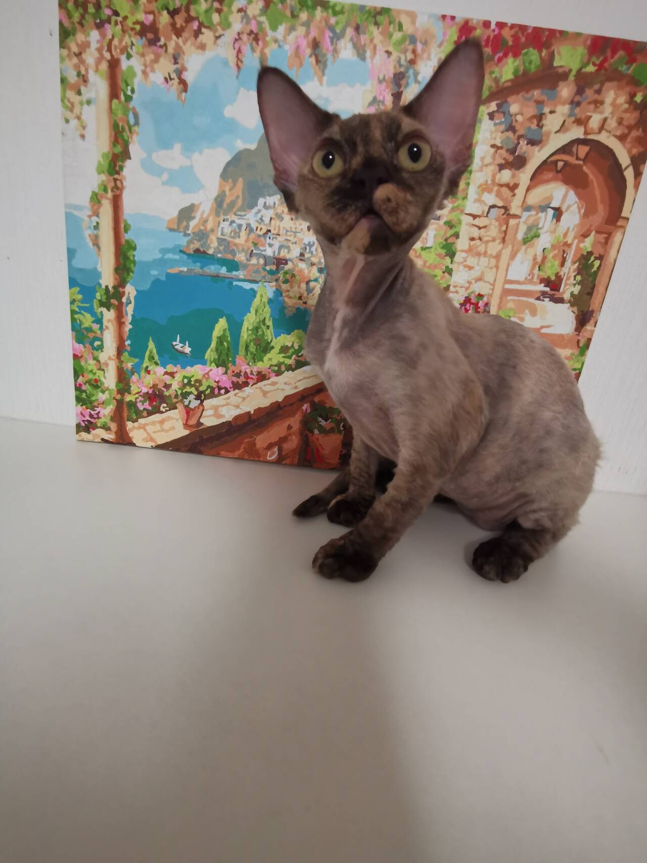 Котята девон- рекс в Санкт-Петербурге фото 4 Услуги Санкт-Петербург