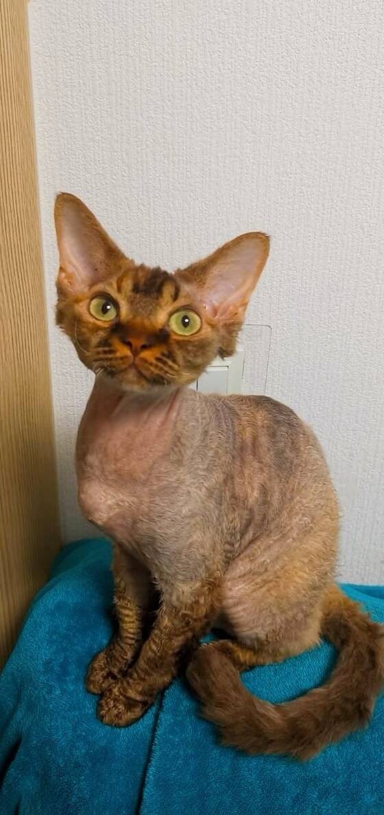 Котята девон- рекс Котята девон- рекс