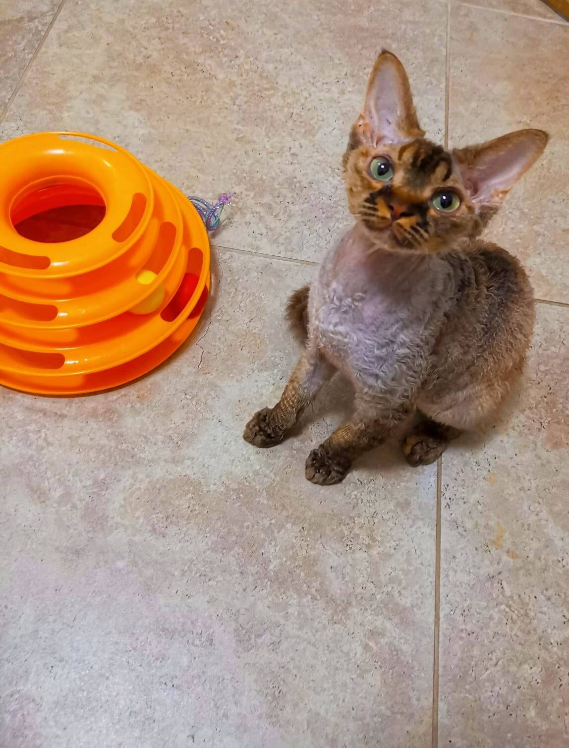 Котята девон- рекс в Санкт-Петербурге фото 6 Услуги Санкт-Петербург