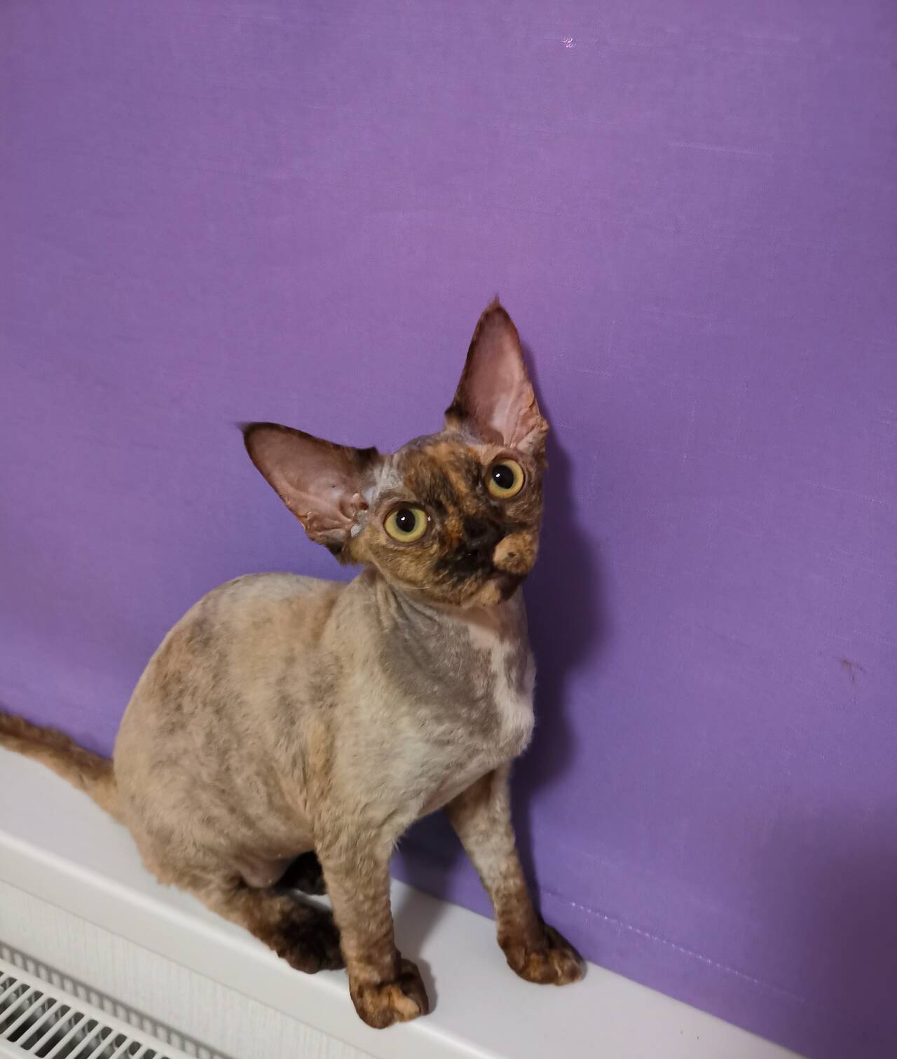 Котята девон- рекс в Санкт-Петербурге фото 3 Услуги Санкт-Петербург