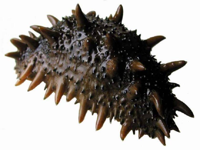 Трепанг в Москве фото 1 Продукты питания Москва