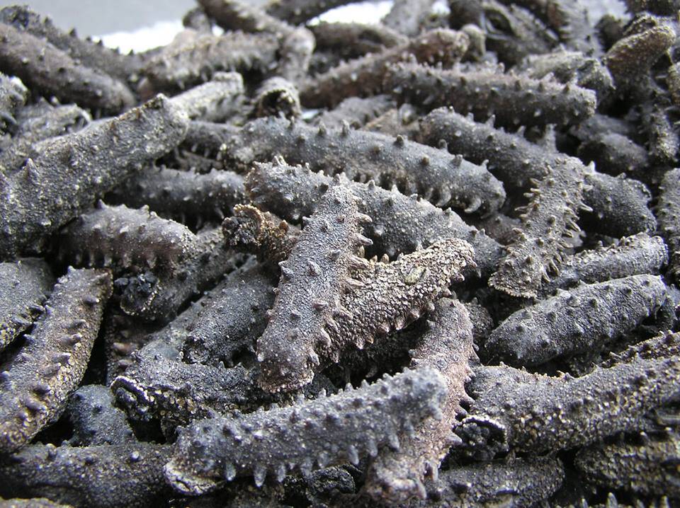 Трепанг в Москве фото 2 Продукты питания Москва