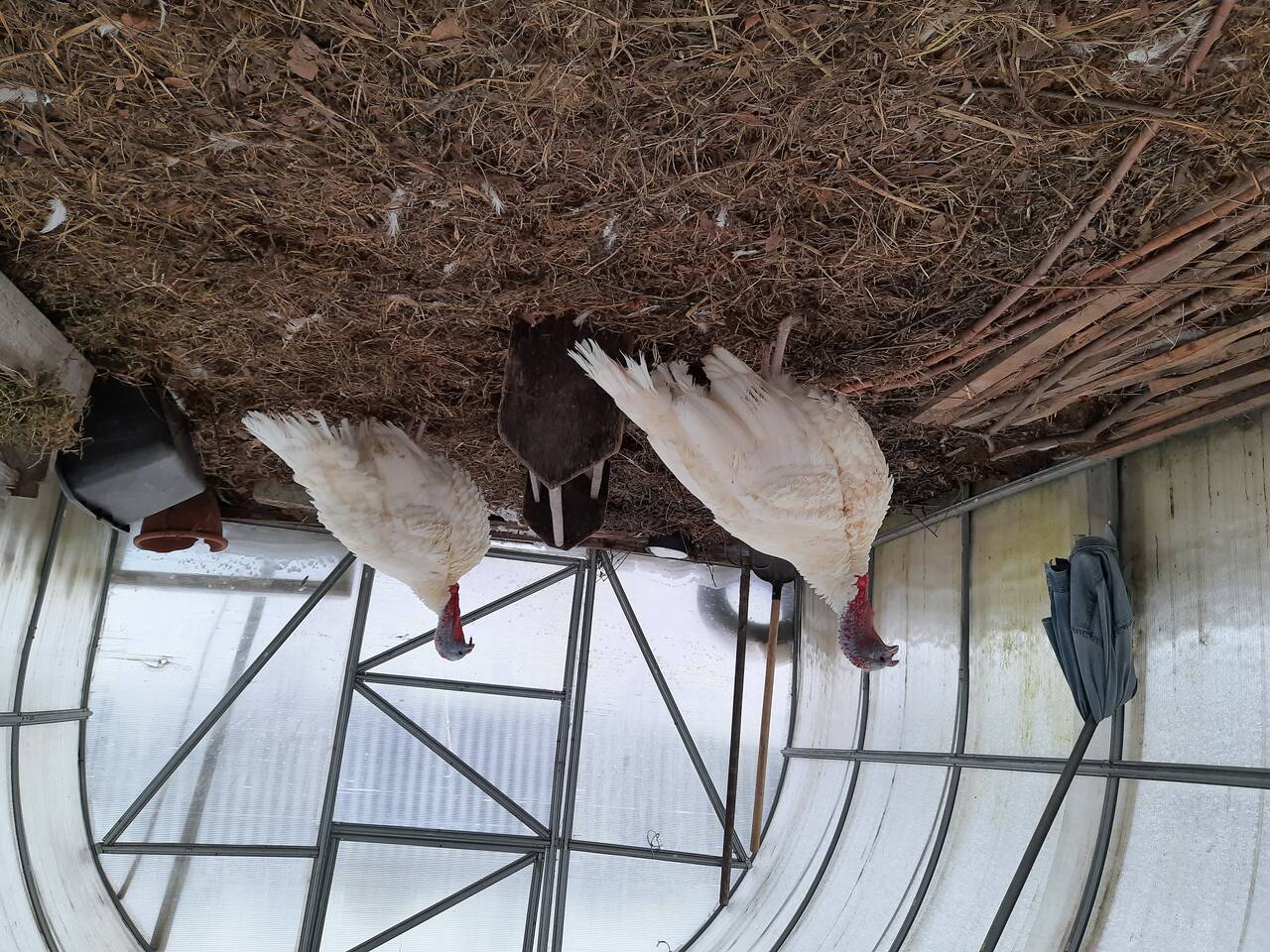 Продаю усадьбу с перспективой организовать бизнес в Муроме фото 4 Недвижимость Муром