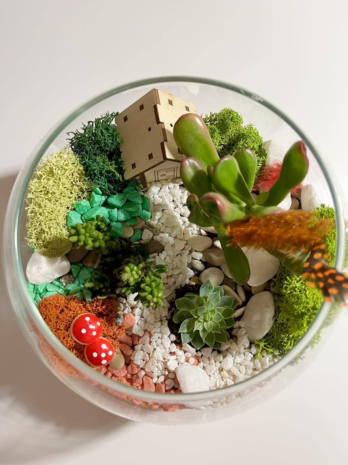 Флорариум собственного производства в Санкт-Петербурге фото 3 Для дома и дачи Санкт-Петербург