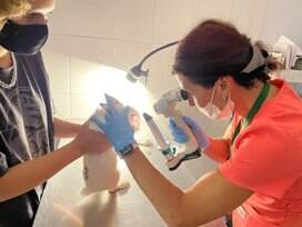 Ветврач офтальмолог на Каховке в Москве фото 2 Услуги Москва