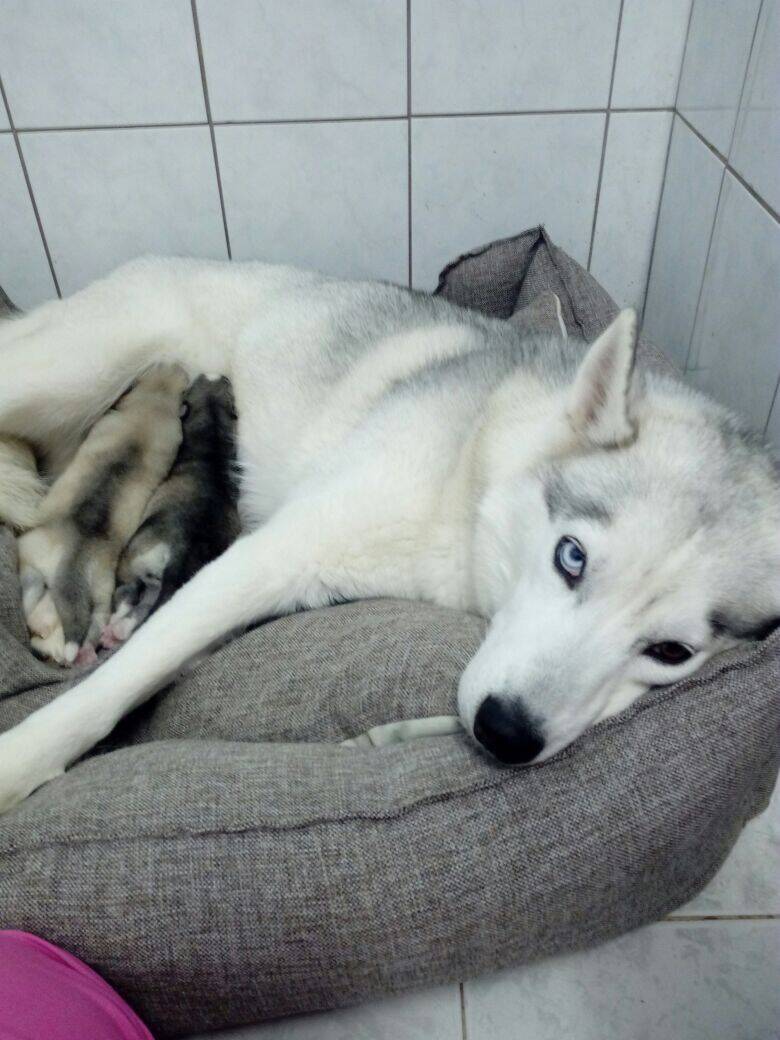 Зоогостиница Бемби на Каховке Зоогостиница Бемби на Каховке