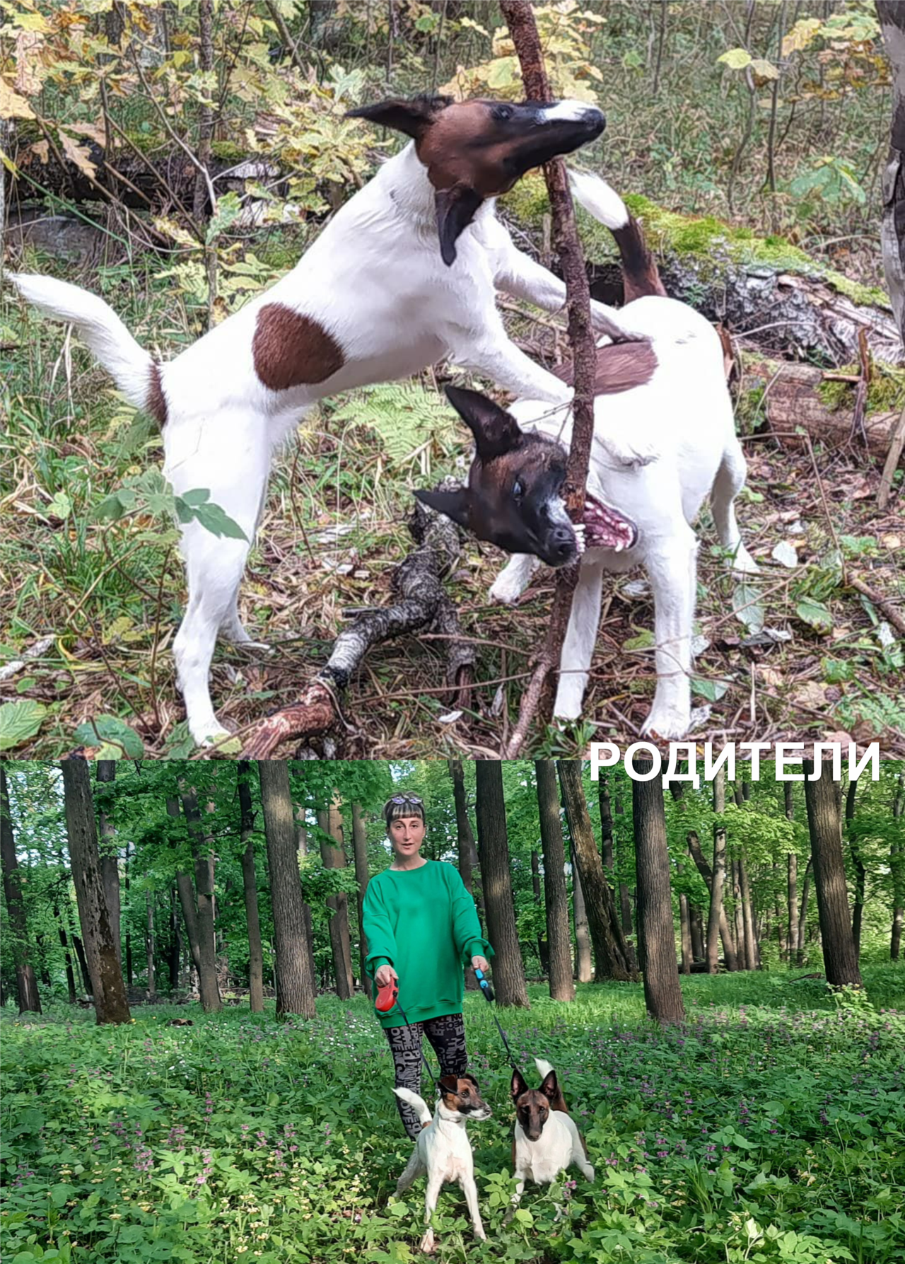  ГЛАДКОШЕРСТНЫЙ ФОКСТЕРЬЕР в Щелково фото 5 Услуги Щелково