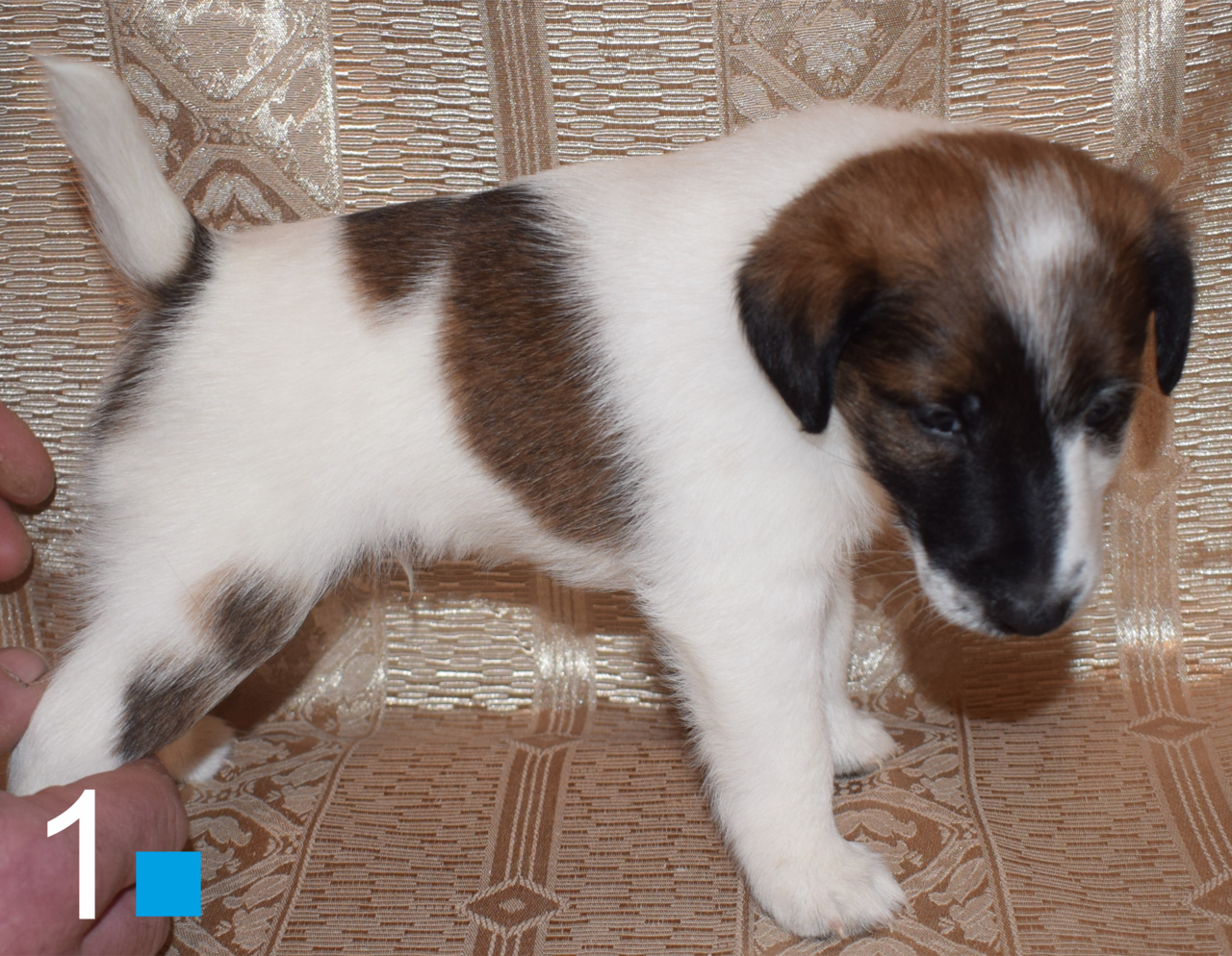  ГЛАДКОШЕРСТНЫЙ ФОКСТЕРЬЕР в Щелково фото 2 Услуги Щелково