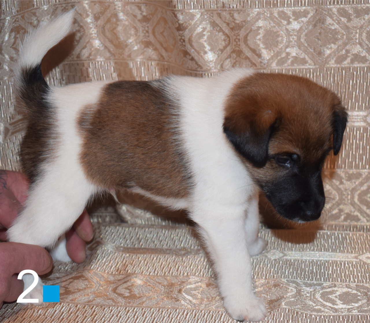  ГЛАДКОШЕРСТНЫЙ ФОКСТЕРЬЕР в Щелково фото 4 Услуги Щелково