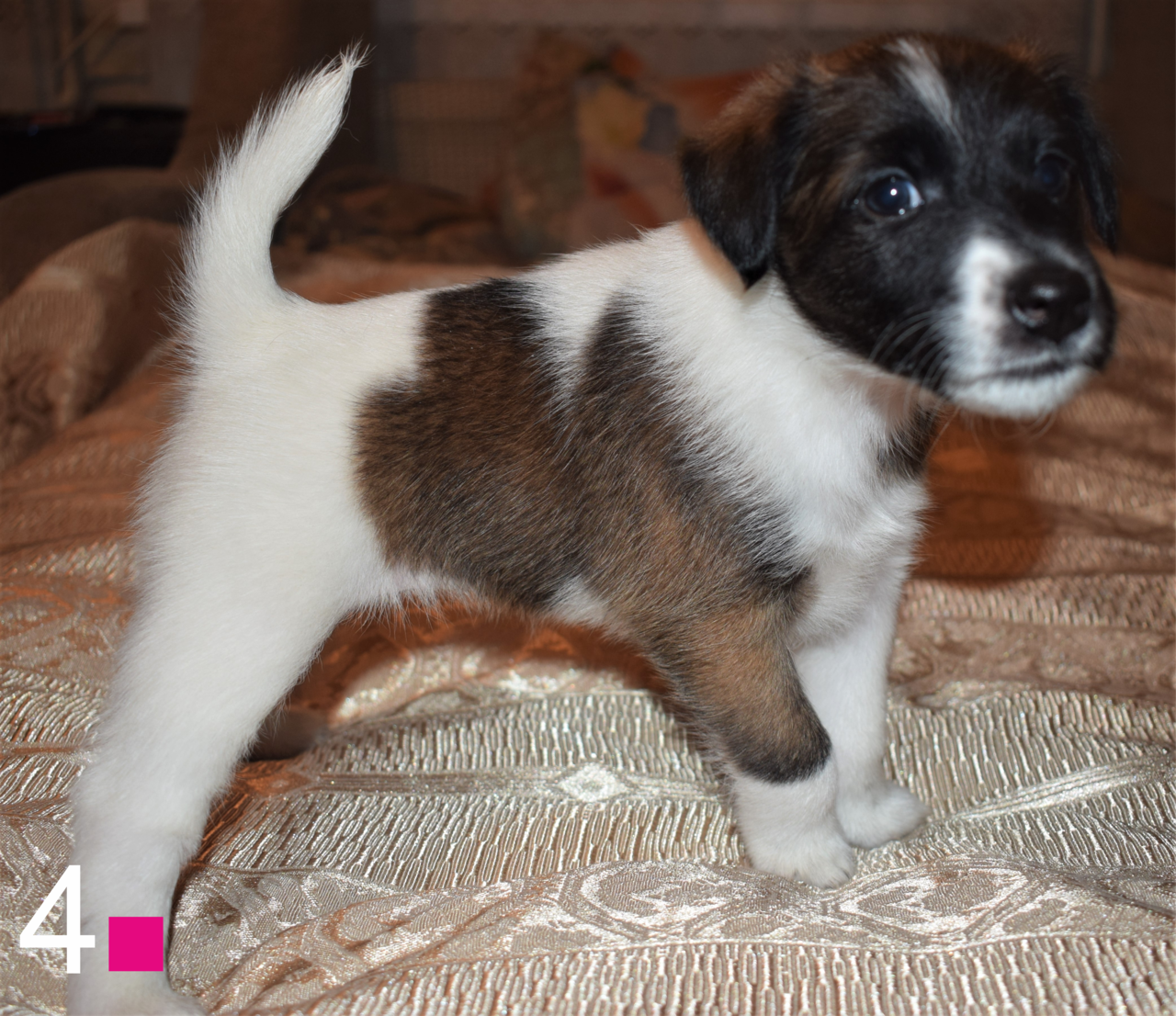  ГЛАДКОШЕРСТНЫЙ ФОКСТЕРЬЕР в Щелково фото 3 Услуги Щелково